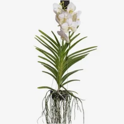 Vanda orkidé - Vanda 'White' - Højde 55-65cm