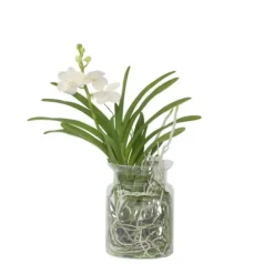 Vanda orkidé - Vanda 'White' - Højde 40-50cm - ⌀14cm