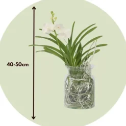 Vanda orkidé - Vanda 'White' - Højde 40-50cm - ⌀14cm