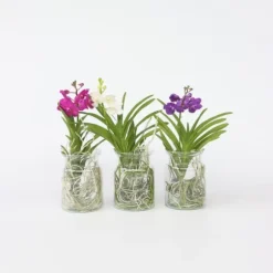 Vanda orkidé - Vanda 'White' - Højde 40-50cm - ⌀14cm