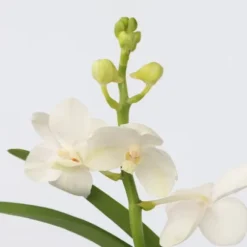 Vanda orkidé - Vanda 'White' - Højde 40-50cm - ⌀14cm