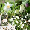 Våd Have Boks - 30 blomsterløg til fugtige og regnfulde steder