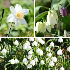 Våd Have Boks - 30 blomsterløg til fugtige og regnfulde steder