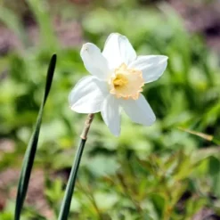 Våd Have Boks - 30 blomsterløg til fugtige og regnfulde steder