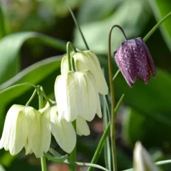 Våd Have Boks - 30 blomsterløg til fugtige og regnfulde steder