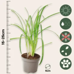 Vild hvidløg - Sæt med 3 - Tulbaghia violacea - Højde 15-25cm - ⌀9cm