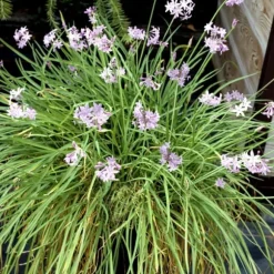 Vild hvidløg - Sæt med 3 - Tulbaghia violacea - Højde 15-25cm - ⌀9cm