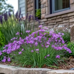 Vild hvidløg - Sæt med 3 - Tulbaghia violacea - Højde 15-25cm - ⌀9cm