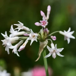 Vild hvidløg - Sæt med 3 - Tulbaghia violacea - Højde 15-25cm - ⌀9cm