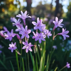 Vild hvidløg - Sæt med 3 - Tulbaghia violacea - Højde 15-25cm - ⌀9cm