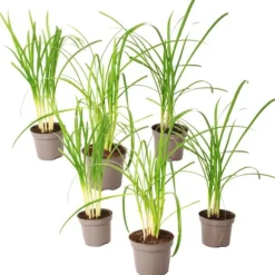 Vild hvidløg - Sæt med 6 - Tulbaghia violacea - Højde 15-25cm - ⌀9cm