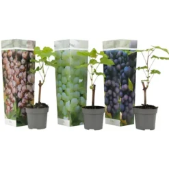 Vin - Sæt med 3 - Vitis vinifera - Højde 25-40cm - ⌀9cm