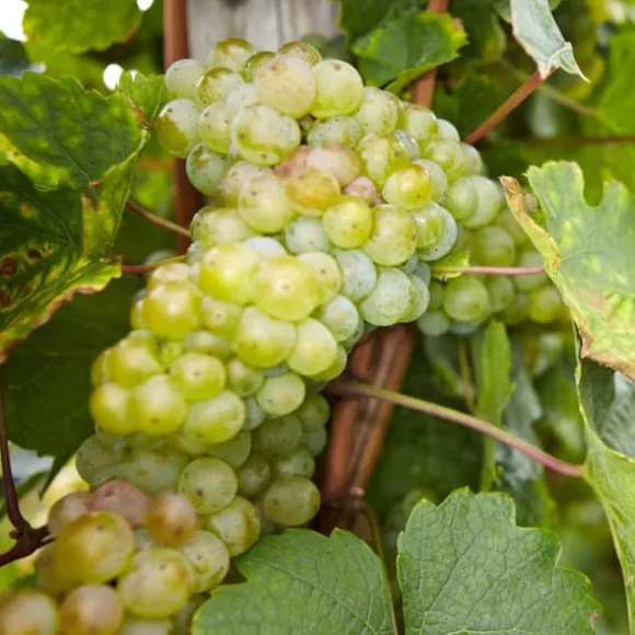 Vin - Sæt med 3 - Vitis vinifera - Højde 25-40cm - ⌀9cm