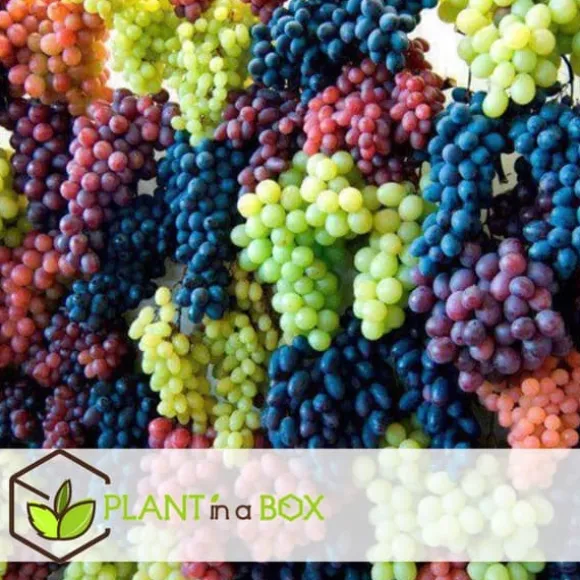 Vin - Sæt med 3 - Vitis vinifera - Højde 25-40cm - ⌀9cm