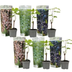 Vin - Sæt med 6 - Vitis vinifera - Højde 25-40cm - ⌀9cm