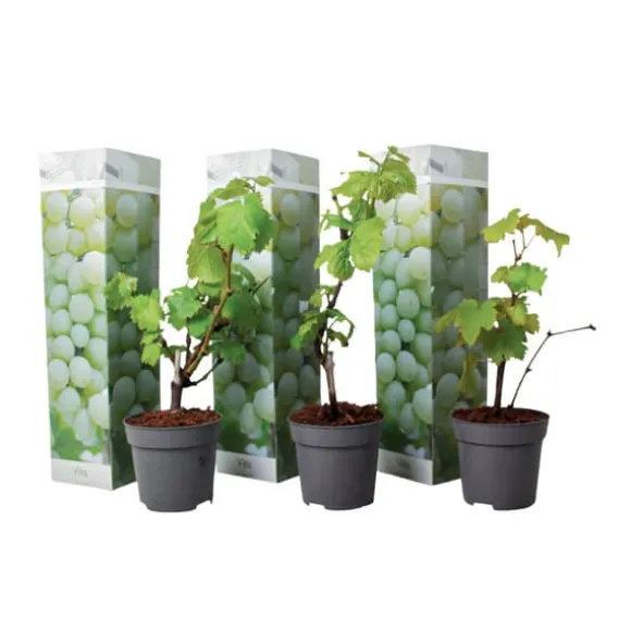 Vin - Sæt med 3 - Vitis vinifera 'Chardonnay' - Højde 25-40cm - ⌀9cm
