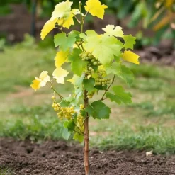 Vin - Sæt med 3 - Vitis vinifera 'Chardonnay' - Højde 25-40cm - ⌀9cm