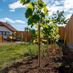 Vin - Sæt med 3 - Vitis vinifera 'Chardonnay' - Højde 25-40cm - ⌀9cm