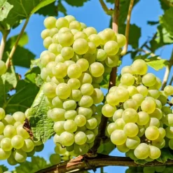 Vin - Sæt med 3 - Vitis vinifera 'Chardonnay' - Højde 25-40cm - ⌀9cm