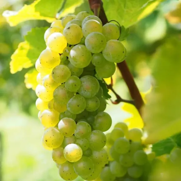 Vin - Sæt med 3 - Vitis vinifera 'Chardonnay' - Højde 25-40cm - ⌀9cm