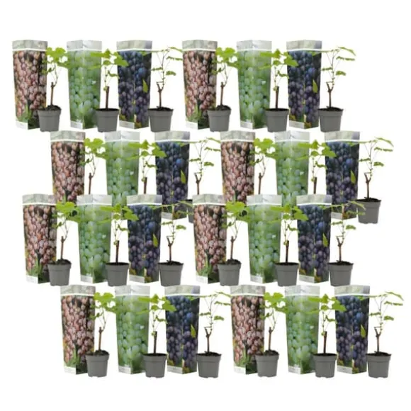 Vin - Sæt med 24 - Vitis vinifera - Højde 25-40cm - ⌀9cm