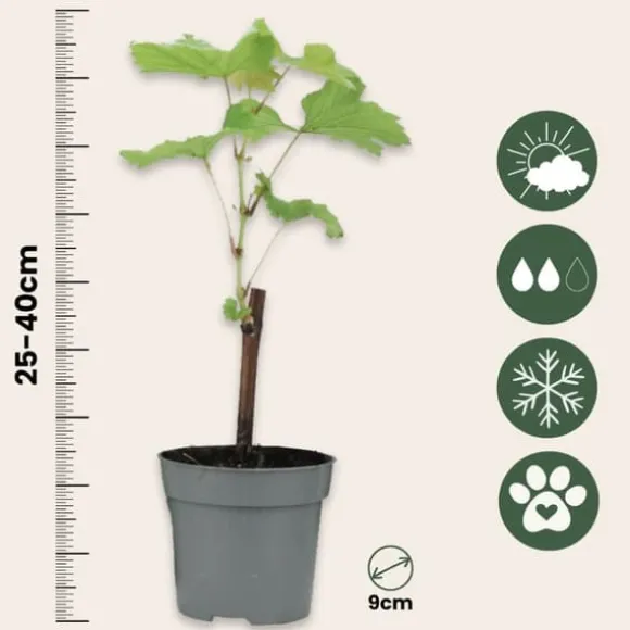 Vin - Sæt med 24 - Vitis vinifera - Højde 25-40cm - ⌀9cm