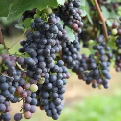 Vin - Sæt med 24 - Vitis vinifera - Højde 25-40cm - ⌀9cm