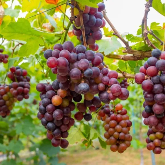 Vin - Sæt med 24 - Vitis vinifera - Højde 25-40cm - ⌀9cm