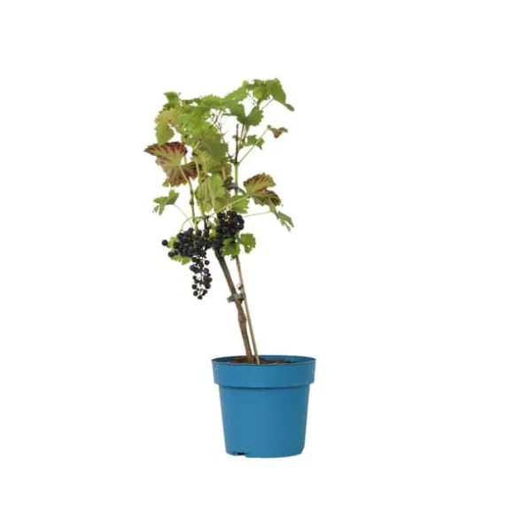 Vin - Vitis vinifera ‘Nero’ - Højde 60-75cm - ⌀21cm