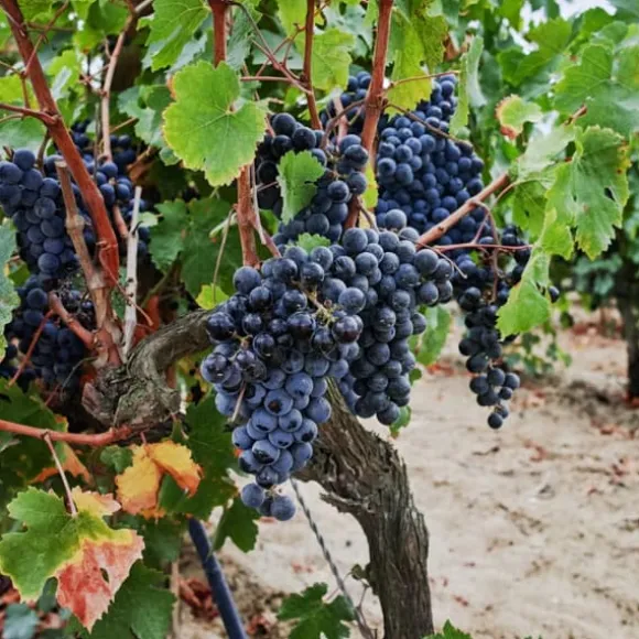 Vin - Vitis vinifera ‘Nero’ - Højde 60-75cm - ⌀21cm
