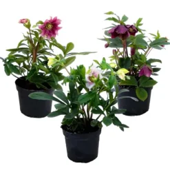 Vinterklokke - Sæt med 3 - Helleborus orientalis - Højde 20-30cm - ⌀12cm