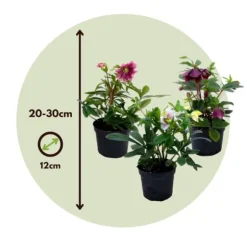 Vinterklokke - Sæt med 3 - Helleborus orientalis - Højde 20-30cm - ⌀12cm