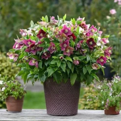 Vinterklokke - Sæt med 3 - Helleborus orientalis - Højde 20-30cm - ⌀12cm