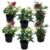 Vinterklokke - Sæt med 6 - Helleborus orientalis - Højde 20-30cm - ⌀12cm