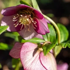 Vinterklokke - Sæt med 6 - Helleborus orientalis - Højde 20-30cm - ⌀12cm