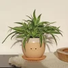 Winkee Grædende plantekrukke - Planter