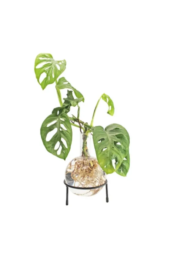 Winkee Hydro Vase Flora