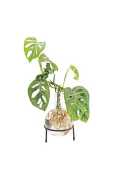 Winkee Hydro Vase Flora