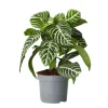 Zebraplante - Aphelandra squarrosa 'Botanica' - Højde 25-45cm - ⌀13cm