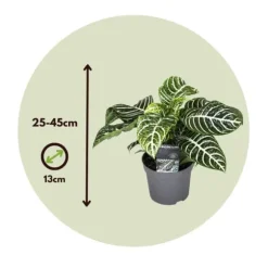 Zebraplante - Aphelandra squarrosa 'Botanica' - Højde 25-45cm - ⌀13cm