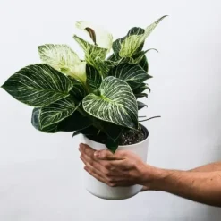 Zebraplante - Sæt 4 - Aphelandra squarrosa 'Botanica' - Højde 25-45cm - ⌀13cm