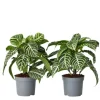 Zebraplante - Sæt 2 - Aphelandra squarrosa 'Botanica' - Højde 25-45cm - ⌀13cm
