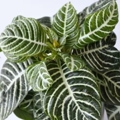Zebraplante - Sæt 2 - Aphelandra squarrosa 'Botanica' - Højde 25-45cm - ⌀13cm