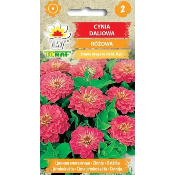 Zinnia dahlia lyserød 1g