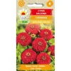Zinnia dahlia RØD 1g